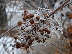 Ice storm 20th - 21st February 2018