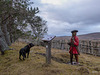 Jet was convinced the Redcoat returning from Culloden was a mortal threat to us, and spent several minutes doing her stuff, with threatening growls and pre-attack barking, calming down only slightly when "mummy" was obviously brave enough to sta