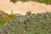 Mexico, Yucatan, A Huge Lizard (probably Iguana)