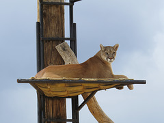 Cougar On The Catwalk