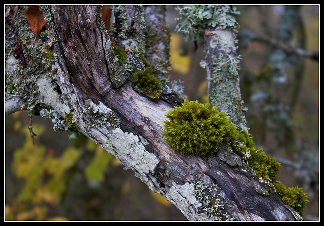 mousses et lichens