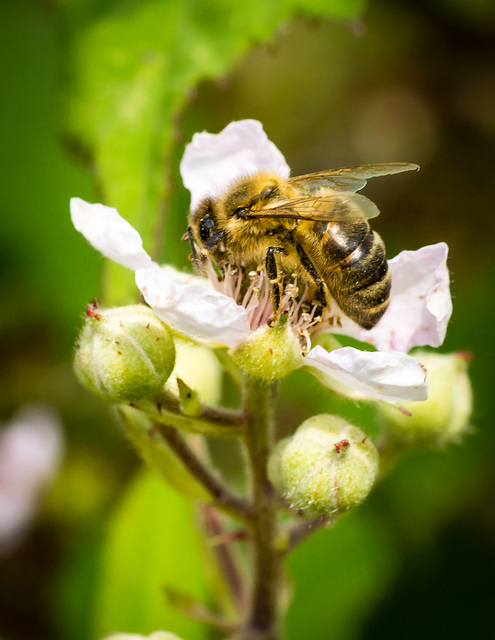 Hony Bee on Rose 10