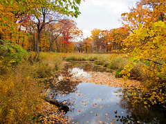 Autumn at Willoway Brook