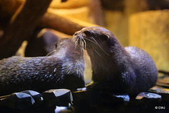 Otters Grooming