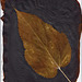 Sepia leaf 2