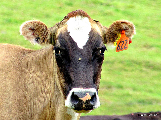 Curious Cow.