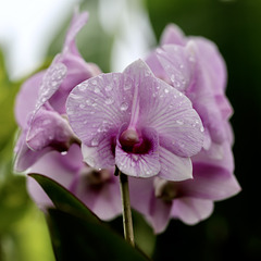 orchidée rose et ses perles de pluie pip