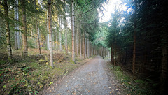 Der Wald,ein Ort der Erholung :))  The forest, a place of relaxation :))  La forêt, un lieu de détente :))