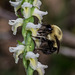 Spiranthes odorata (Fragrant Ladies'-tresses orchid) with pollinator