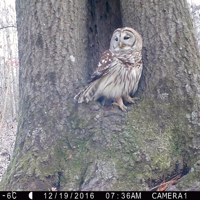 Barred owl by a hollow oak tree