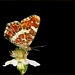 Map Butterfly / European Map ~ Landkaartje (Araschnia levana) in Summer cloths...