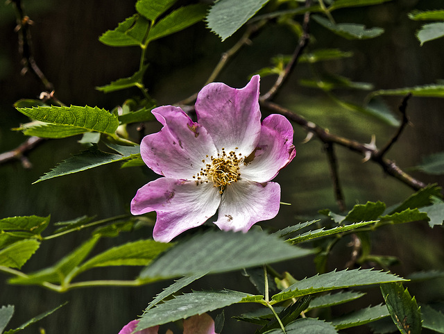 The wild rose is very fragrant