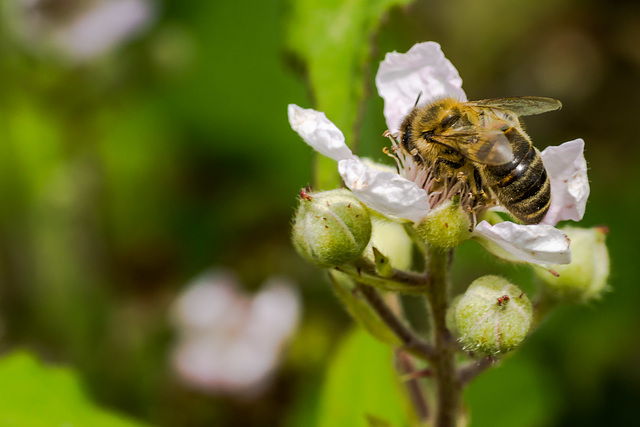 Hony Bee on Rose 12