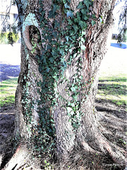 Ivy On A Tree Trunk.