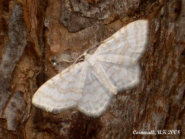 1875 Asthena albulata (Small White Wave) - 2390u