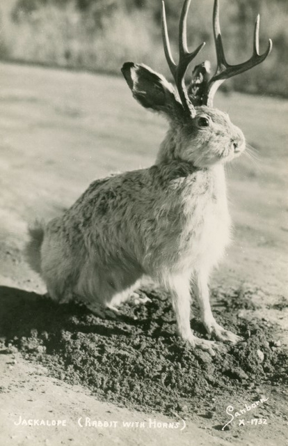 Jackalope—Rabbit with Horns