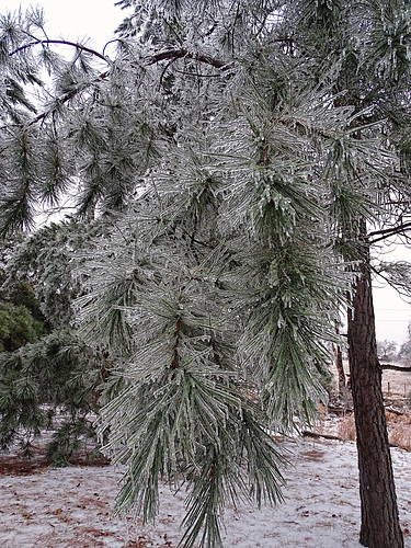 Ice storm 20th - 21st February 2018