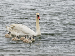 Mother Swan with Cygnets