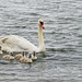 Mother Swan with Cygnets