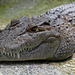 vom Aussterben bedroht: das Philippinen-Krokodil (© Buelipix)
