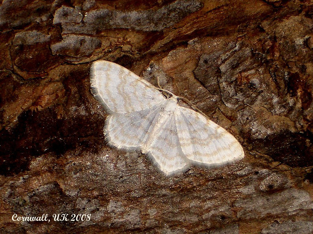 1875 Asthena albulata (Small White Wave)