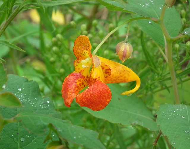 impatiente du cap / spotted jewelweed