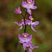 Calopogon multiflorus (Many-flowered Grass-pink orchid)
