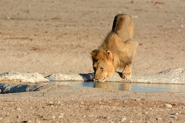 Namibia, Lion at the Watering Hole in Etosha National Park