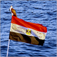 Sharm el Sheikh :  un falco pellegrino sull'asta della bandiera egiziana