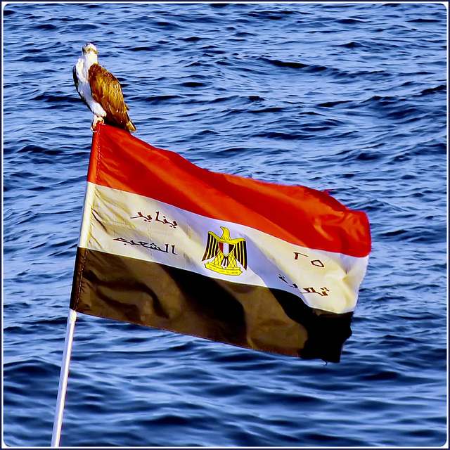 Sharm el Sheikh :  un falco pellegrino sull'asta della bandiera egiziana