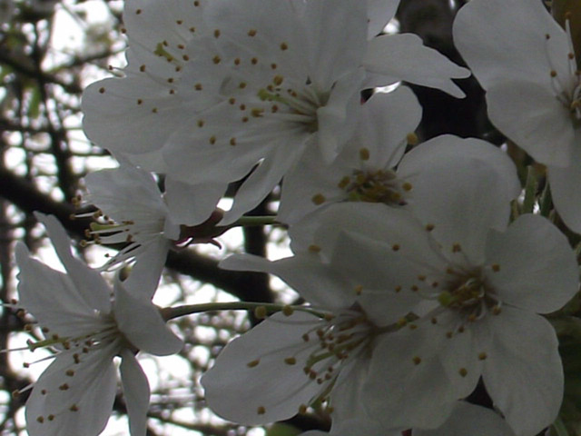So delicate the blossom
