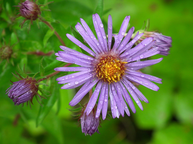 aster de Nouvelle-Angleterre / New England aster