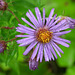 aster de Nouvelle-Angleterre / New England aster