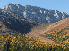 Ah, those glorious Larches in their fall colours