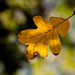 192/366: Golden White Oak Leaf