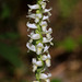 Spiranthes odorata (Fragrant Ladies'-tresses orchid)