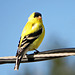 Goldfinch, male, summer plumage
