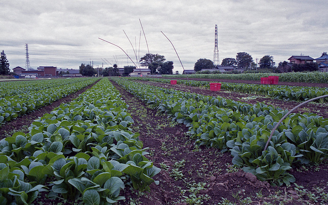 Spinach field