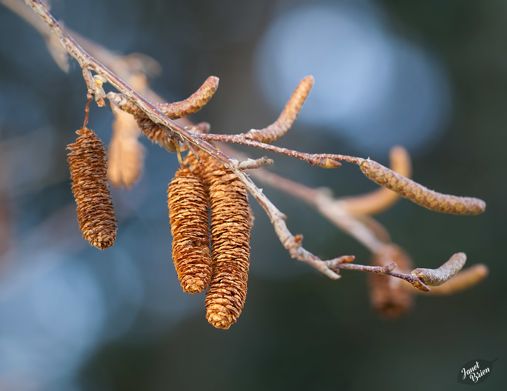 Pictures for Pam, Day 71: Birch Tree Catkins