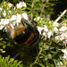 BumblebeeIMG 3803