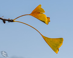 Medford Fall Parking Lot Adventure: Gingko Leaves and More! (+5 insets)