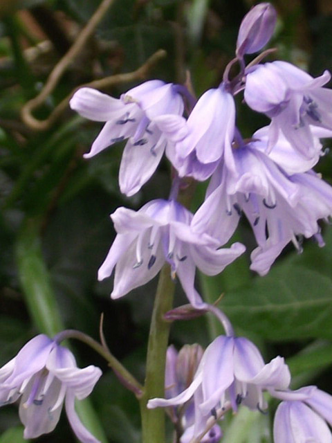 Bluebells are starting to bloom