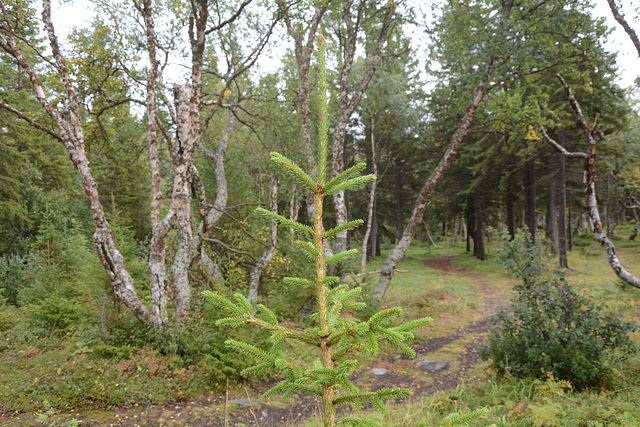 Молоденькая елочка в лесу на Большом Соловецком острове