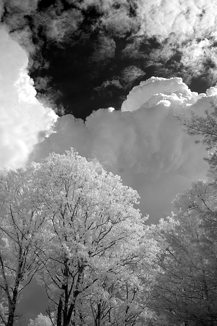 Trees cower 'neath clouds' power