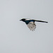 Magpie in flight