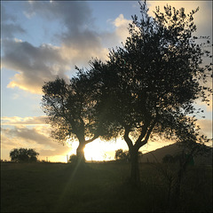 Sunset in the olive grove.