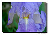 Iris douceur