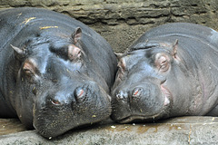 Hippopotamus beim Kuscheln (© Buelipix)