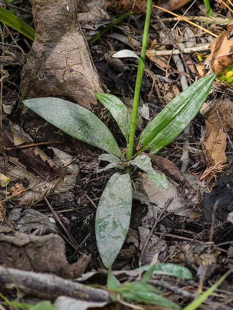 Spiranthes odorata (Fragrant Ladies'-tresses orchid) leaf rosette