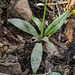Spiranthes odorata (Fragrant Ladies'-tresses orchid) leaf rosette